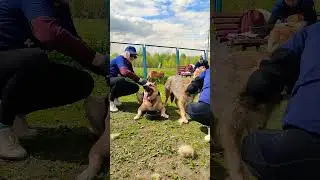 Арчи и 33 удовольствия #приютдлясобак #добро #собака