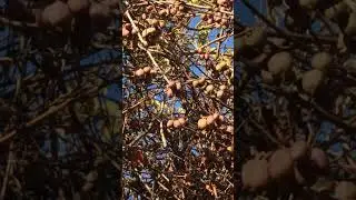 Актинидия : Перлына Сада