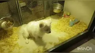 My baby in a pet shop - Amazed and at the same time scared too from pets.
