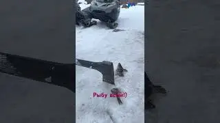 Рыбу всем!)