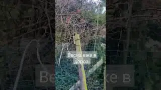 чекаємо вже весну🌸
