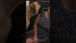 Big Boerboel & Her Mumma