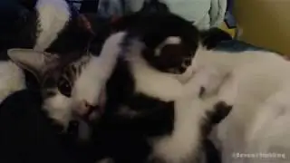 My Cats