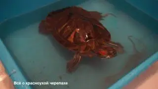 Кормление красноухих черепах дождевыми червями