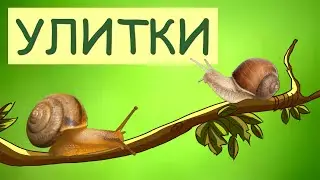 Snails | Snail Animal Facts | The Wonderful World of Invertebrates