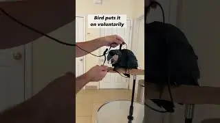Palm Cockatoo Puts On Harness