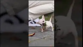 Funny Dog 45 #shorts