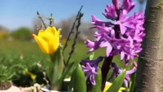LX100 Colors