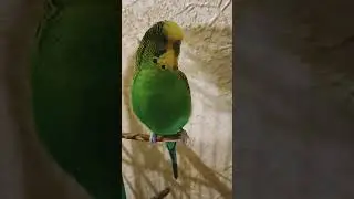 милка Лунтик видео обзор