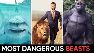 Top 10 Most Dangerous Beasts (Avoid At ALL Costs)