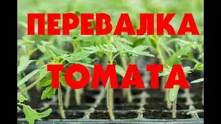 ПЕРЕВАЛКА ТОМАТА