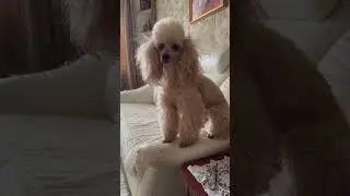 Смех да и только😂