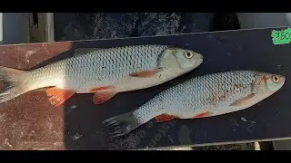 Утренний клёв 12 сентября