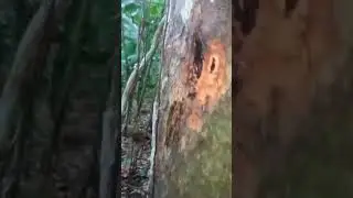 Como sacan aceite esencial de la selva #viral #viralvideo #respect #shortviral #fypシ゚viral #selva