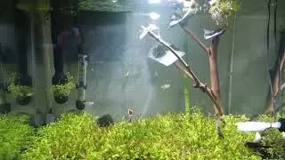 CLASSIC PLANTED AQUARIUM FISH