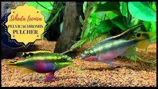 PELVICACHROMIS PULCHER 🐠 Technical Data Sheet