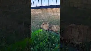 львы🦁