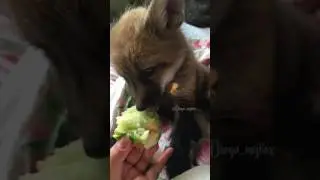 Лис Диего кушает вкусное яблоко