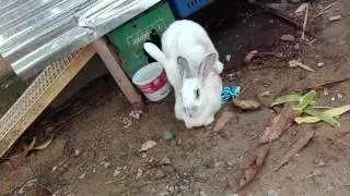 Reproducion en conejo. Este conejo es un rayo.