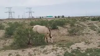 Атырау. Природа нашего края. 24.05.2020 г.