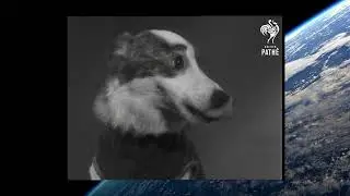 Space Doggity: Sputnik 2 and it’s doomed cargo