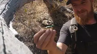 Digging Big Gold Nuggets in the Australian Bush - DTGT Detecting The Golden Triangle