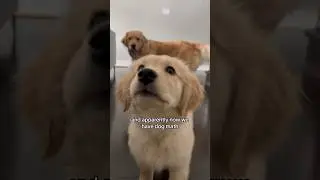Dog Math Explained 🧮🐶 