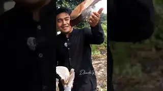 Pedagang merpati di Kuburan #fypシ゚viral #merpati #viralshort