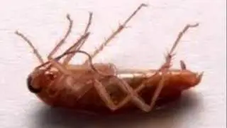 aeae1