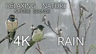 🎧 RELAX, SLEEP DEEPLY AND RELIEVE STRESS. RAIN AND BIRD SOUNDS 4K. BARN SWALLOW