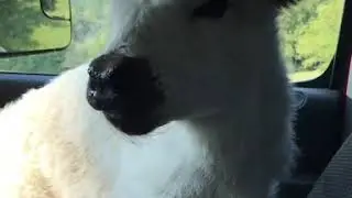Fluffy baby cow 