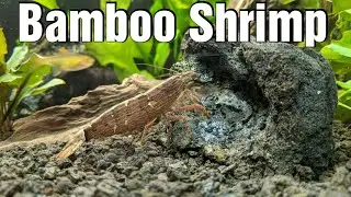 Bamboo Shrimp Are Awesome! 