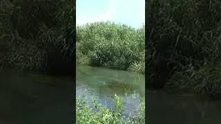 Իշխանի ձկնորսություն։)