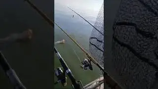 Шардара отчёт