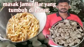 HIDUP HEMAT KAMI||panen jamur liar di hutan||masak cendawan