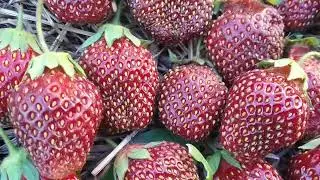 Сравнение сортов клубники  Фейерверк и Рубиновый  кулон - чем похожи и чем отличаются?