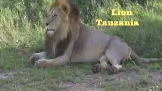 Tanzania - Lions relaxing - Serengeti
