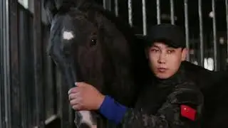 322  Beautiful horse   Smart horse