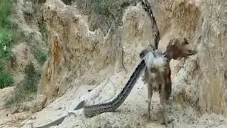 Baykuş yılana yem oluyor