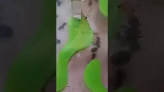 наши муравьи правят своим формикарием😎🐜🐾