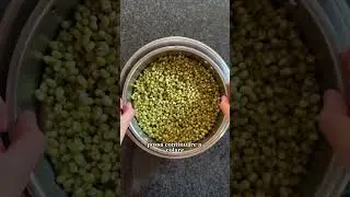 Come fare i germogli di legumi 🌱 MUNG - soia verde 🌱