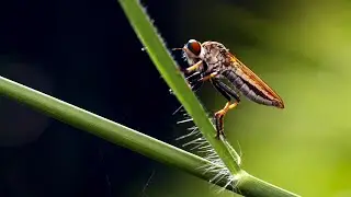 MENGUAK DUNIA KECIL DG MACRO PHOTOGRAPHY