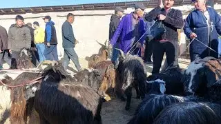 ЭЧКИ УЛОК ТАКА САРКА НАРХЛАРИ КАРШИ КАРВОН МОЛ БОЗОРИДА