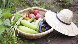여름채소와 함께 자급자족 일상 🌽🍅🍆 Summer Vegetables and fruits in South Korea ☔️