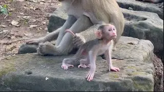Pink Baby Monkey You May Never See Elsewhere | Adorable Monkey Video | Rare Animals