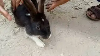 Rabbit Wild Animal Natural Life Of Rabbit Animals