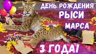 Mars the Lynx's Birthday, 3 years old! Coming of age stream!