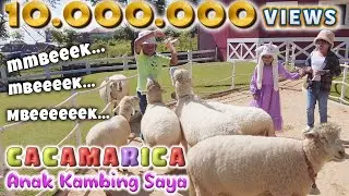 Anak Kambing (Cacamarica) - artis Olivia Susanto | Lagu anak populer 