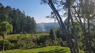 FARM FOR SALE!!! POUSO REDONDO SC🐂🐑🐔🐟🌲🌳