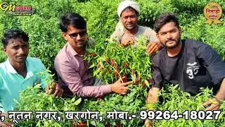 मिर्ची लग गुच्छा की गुच्छा